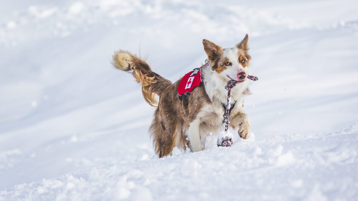 LAWINEHONDEN | Jouw beste vrienden wanneer je ze nodig hebt